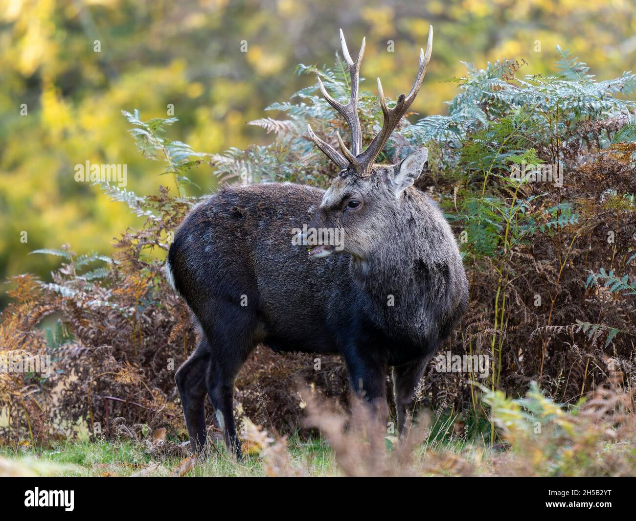 Maschio dei cervi di Sika Foto Stock