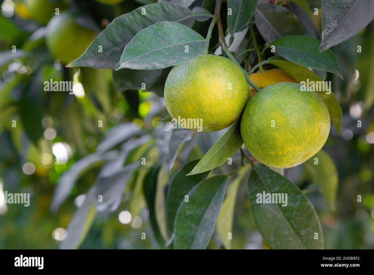 Aurantioideae immagini e fotografie stock ad alta risoluzione - Alamy