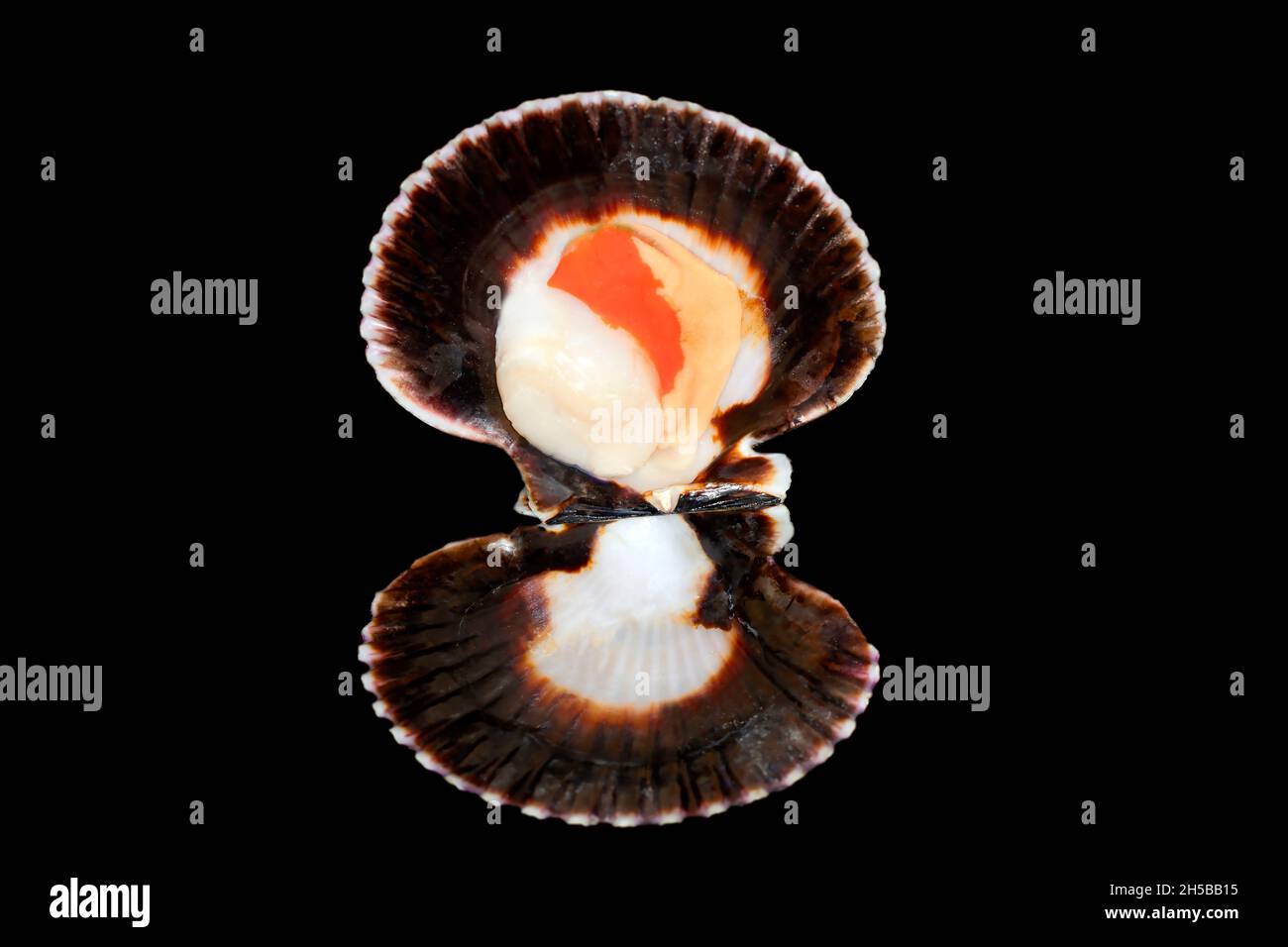 Capesante, Pecten jacobaeus Foto Stock