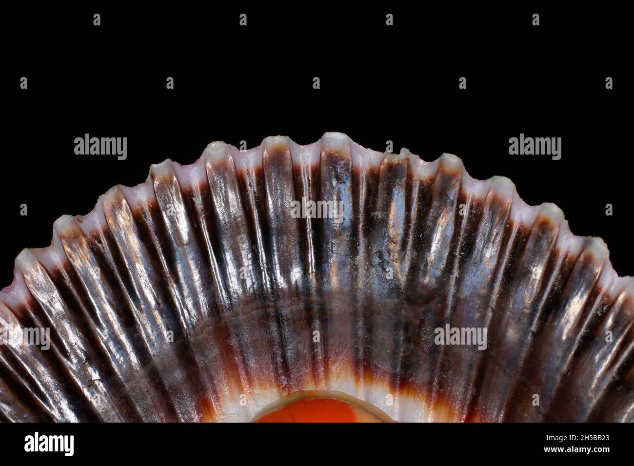 Capesante, Pecten jacobaeus Foto Stock