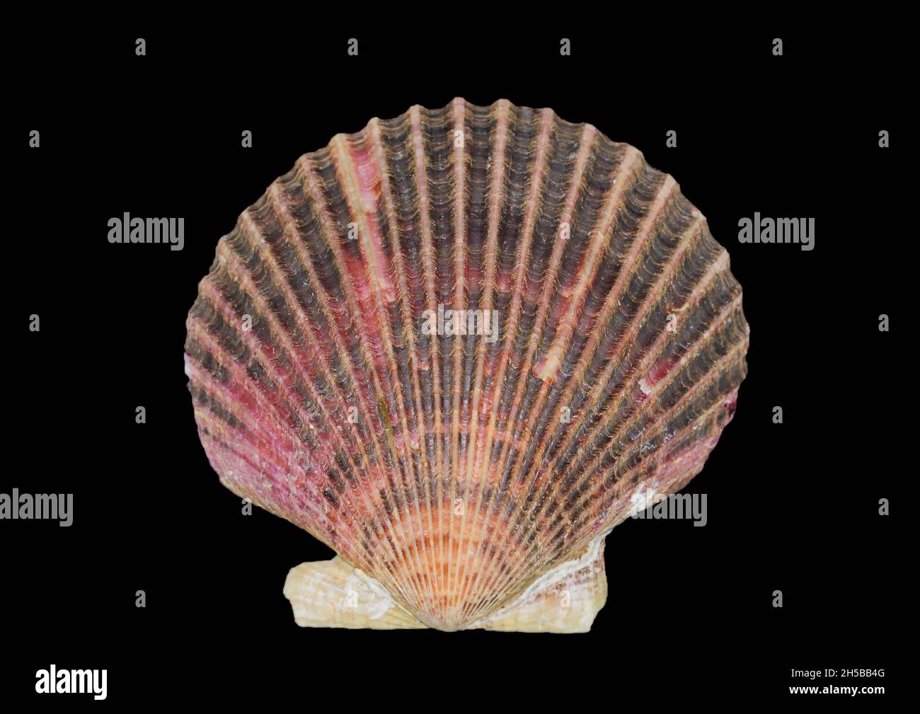 Capesante, Pecten jacobaeus Foto Stock