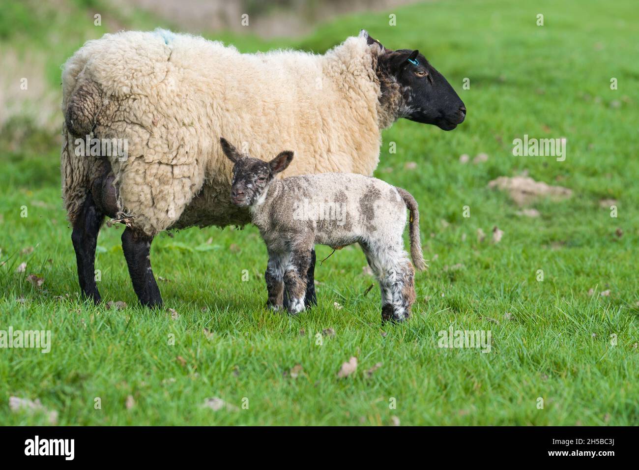 Suffolk pecora con agnello singolo, Herefordshire Regno Unito. Marzo 2021. Foto Stock