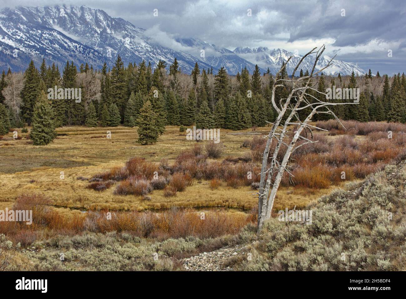 Oro autunnale, giallo, rosso e verde di alberi, salici, erbe, e sagra in primo piano con nuvole tempesta aggrappate a Teton in Grand Teton Nation Foto Stock