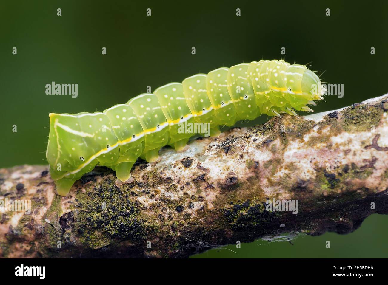 Rame Underwing Moth caterpillar ( Amphipyra piramidea) strisciando lungo il ramo. Tipperary, Irlanda Foto Stock