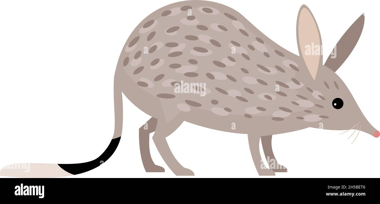 Coniglio Bandicoot. Personaggio dello zoo dei cartoni animati, roditore australiano selvaggio, divertente piccolo animale domestico simpatico natura, illustrazione vettoriale di bilby isolato su sfondo bianco Illustrazione Vettoriale