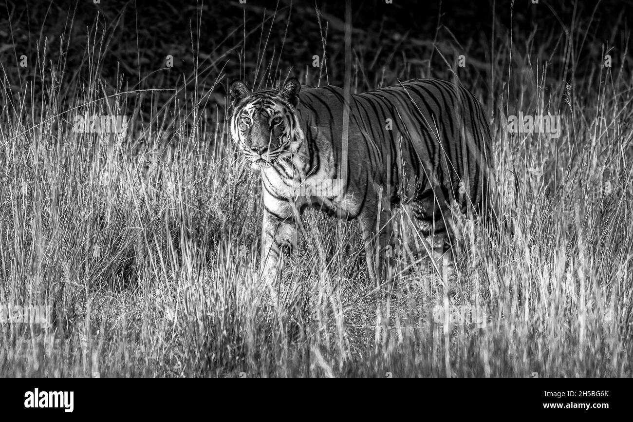 Tigre in erba in bianco e nero Foto Stock