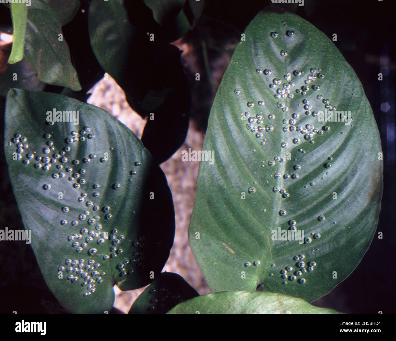 Produzione di bolle di ossigeno sulle foglie di Anubias barteri Foto Stock