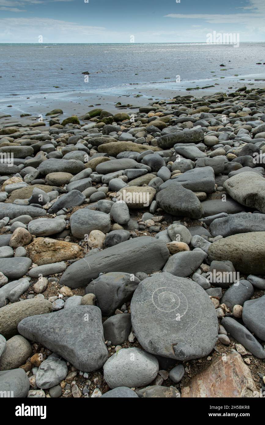 Fossile Ammonite, Monmouth Beach, Lyme Regis, Dorset, Regno Unito Foto Stock