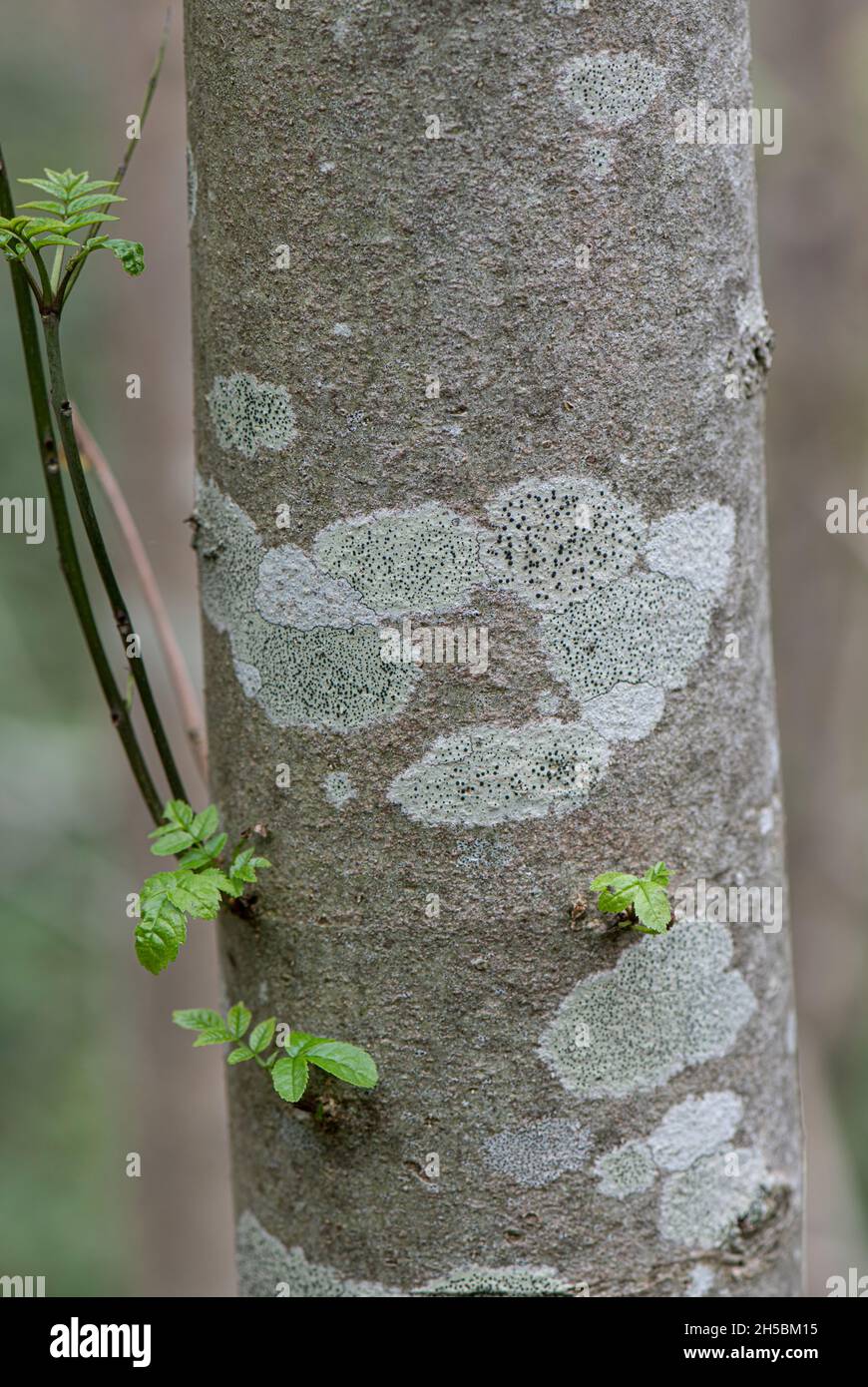 Lichen: Lecidella elaeocroma. Su Ash Bark. Surrey, Regno Unito. Foto Stock