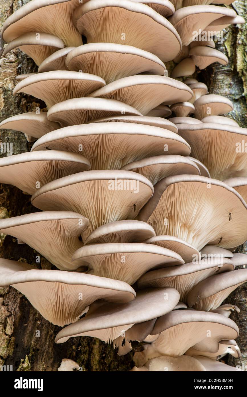Funghi Oyster: Pleurotus ostreatus. Su Faggio. Surrey, Regno Unito Foto Stock
