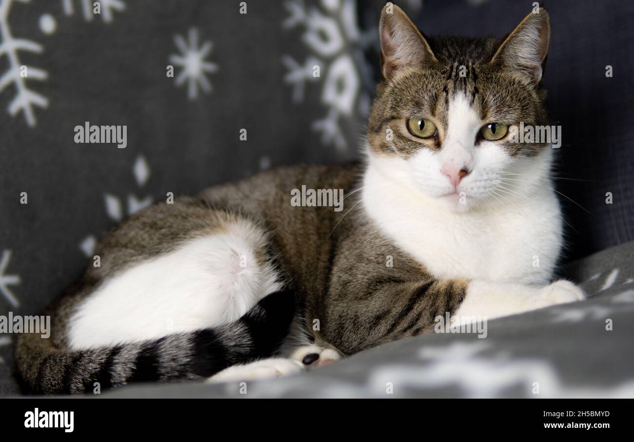 Un tabby con gatto bianco poggia su una coperta accogliente con disegno fiocco di neve Foto Stock
