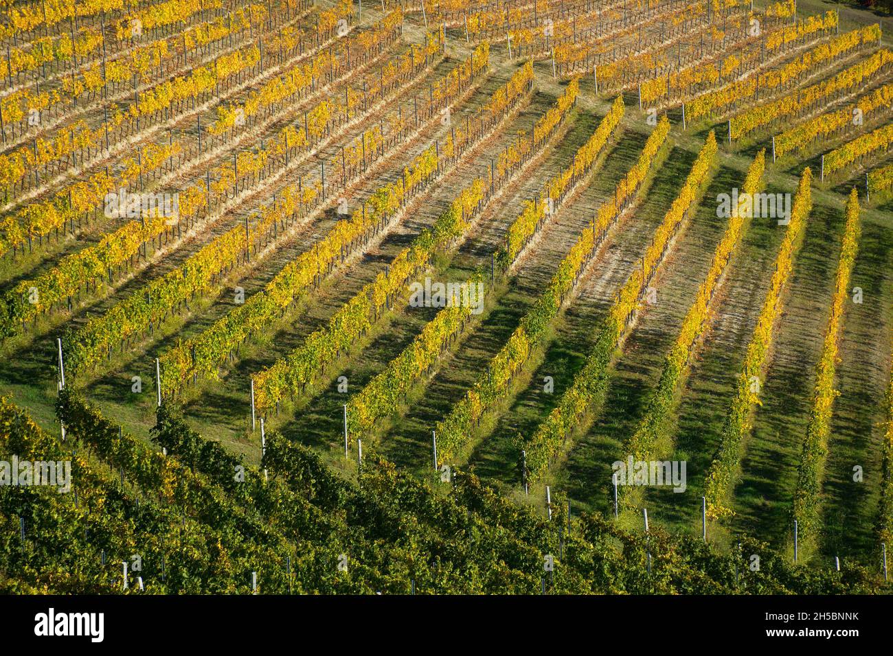 Autunno nei vigneti delle Langhe Foto Stock