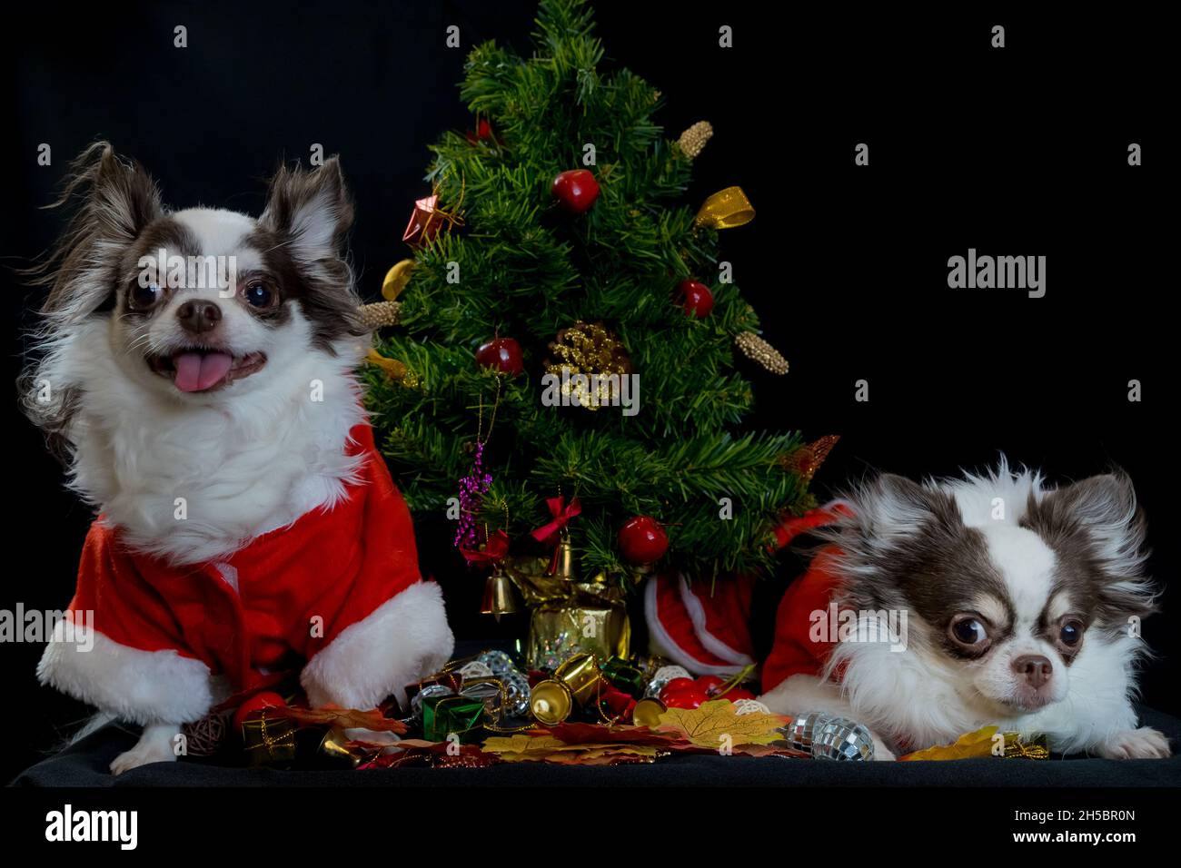 Due cani chihuahua che indossano un costume rosso di natale santa con scatola regalo e guarda la macchina fotografica. Isolato su sfondo nero. Felice anno nuovo e Merry Chr Foto Stock