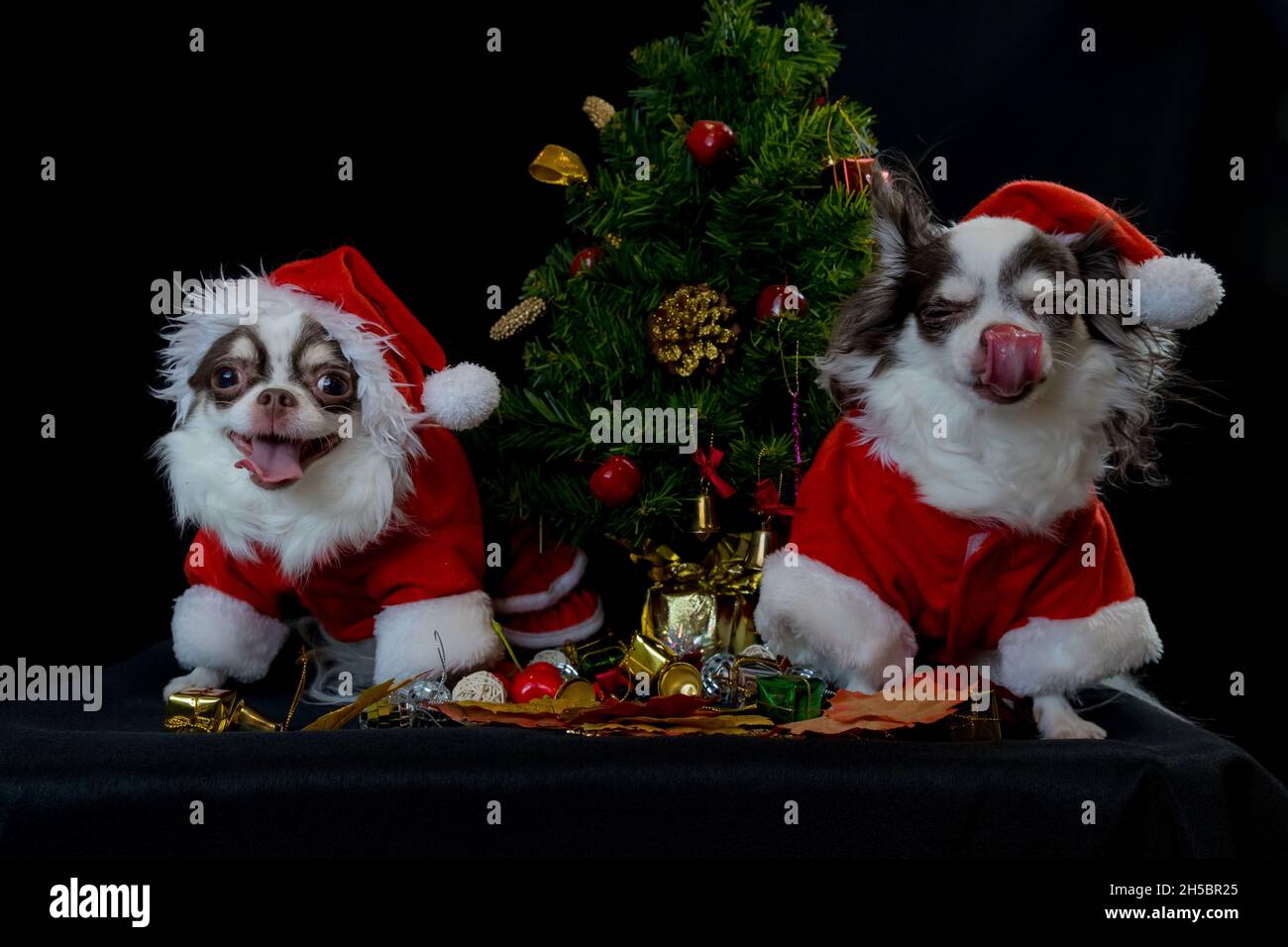Due cani chihuahua che indossano un costume rosso di natale santa con scatola regalo e guarda la macchina fotografica. Isolato su sfondo nero. Felice anno nuovo e Merry Chr Foto Stock