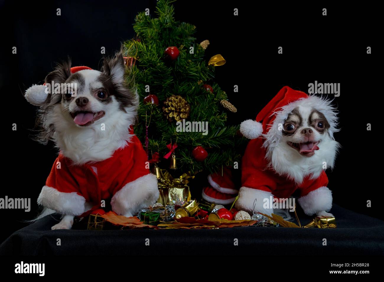Due cani chihuahua che indossano un costume rosso di natale santa con scatola regalo e guarda la macchina fotografica. Isolato su sfondo nero. Felice anno nuovo e Merry Chr Foto Stock