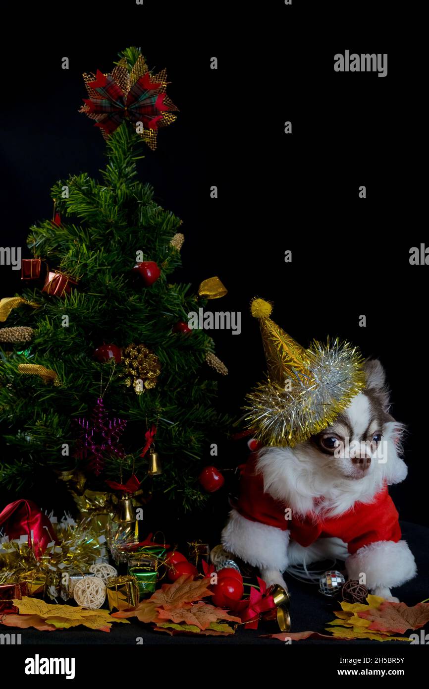 Un cane chihuahua che indossa un costume rosso di natale santa con scatola regalo e guarda la macchina fotografica. Isolato su sfondo nero. Buon anno nuovo e buon Crismo Foto Stock