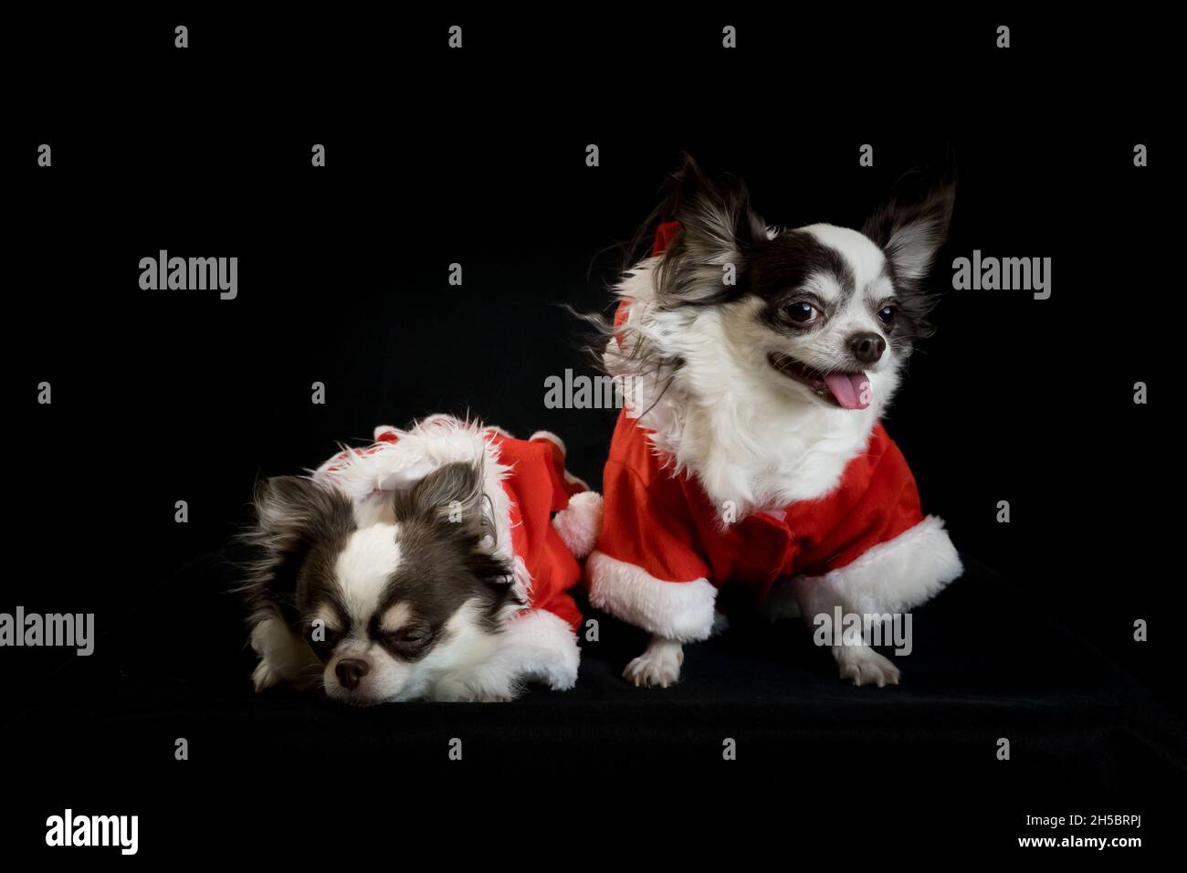 Due cani chihuahua che indossano un costume rosso di natale santa con scatola regalo e guarda la macchina fotografica. Isolato su sfondo nero. Felice anno nuovo e Merry Chr Foto Stock