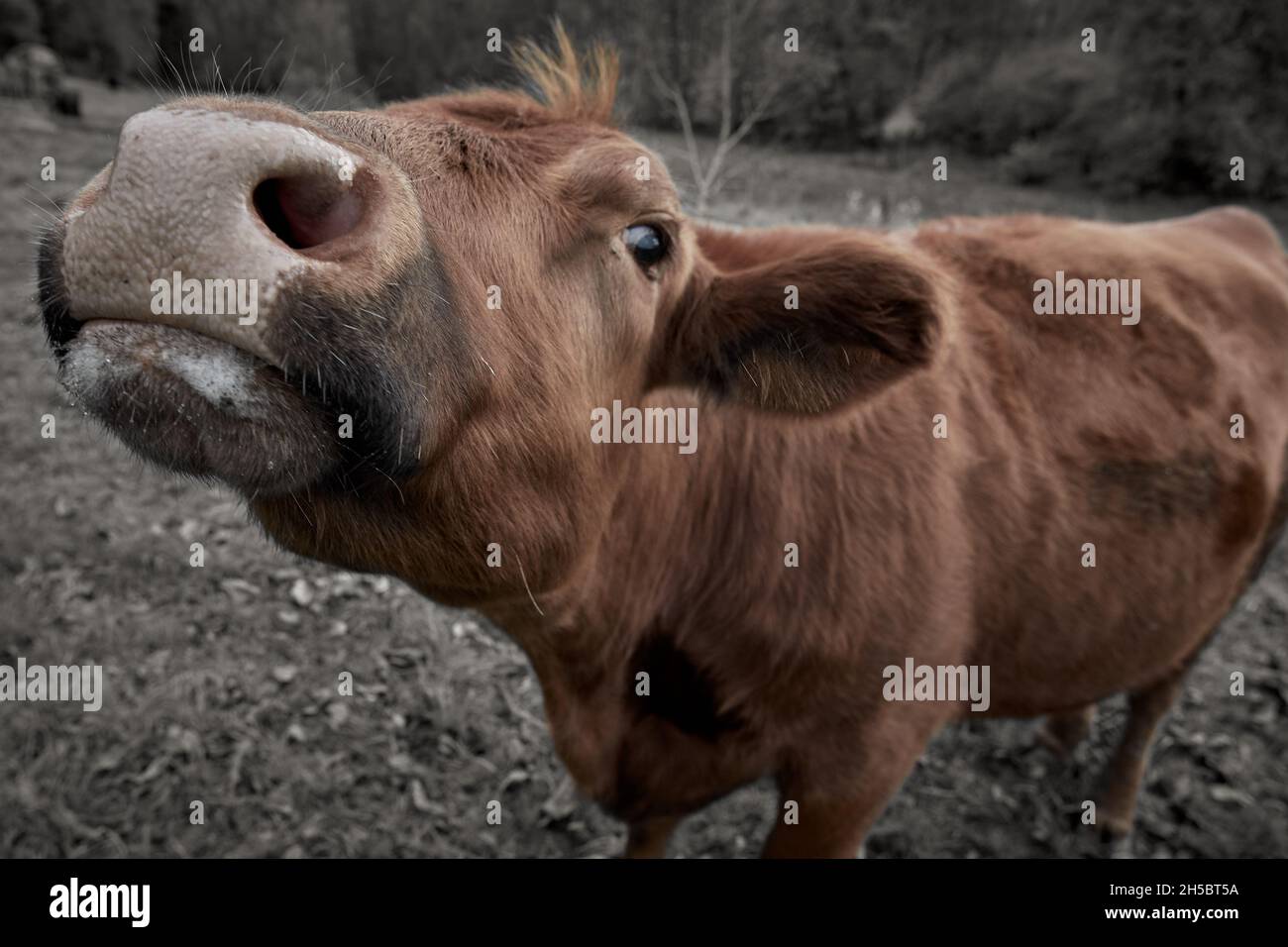 Primo piano di una curiosa mucca marrone nel prato (fuoco selettivo) Foto Stock