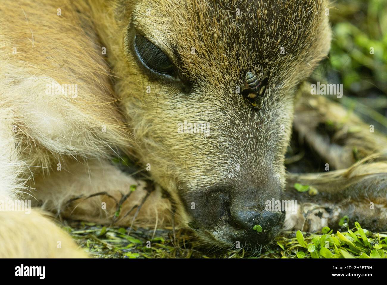 Piccolo capriolo fawn giacendo immobile mentre una mosca sta succhiando il relativo sangue. Foto Stock