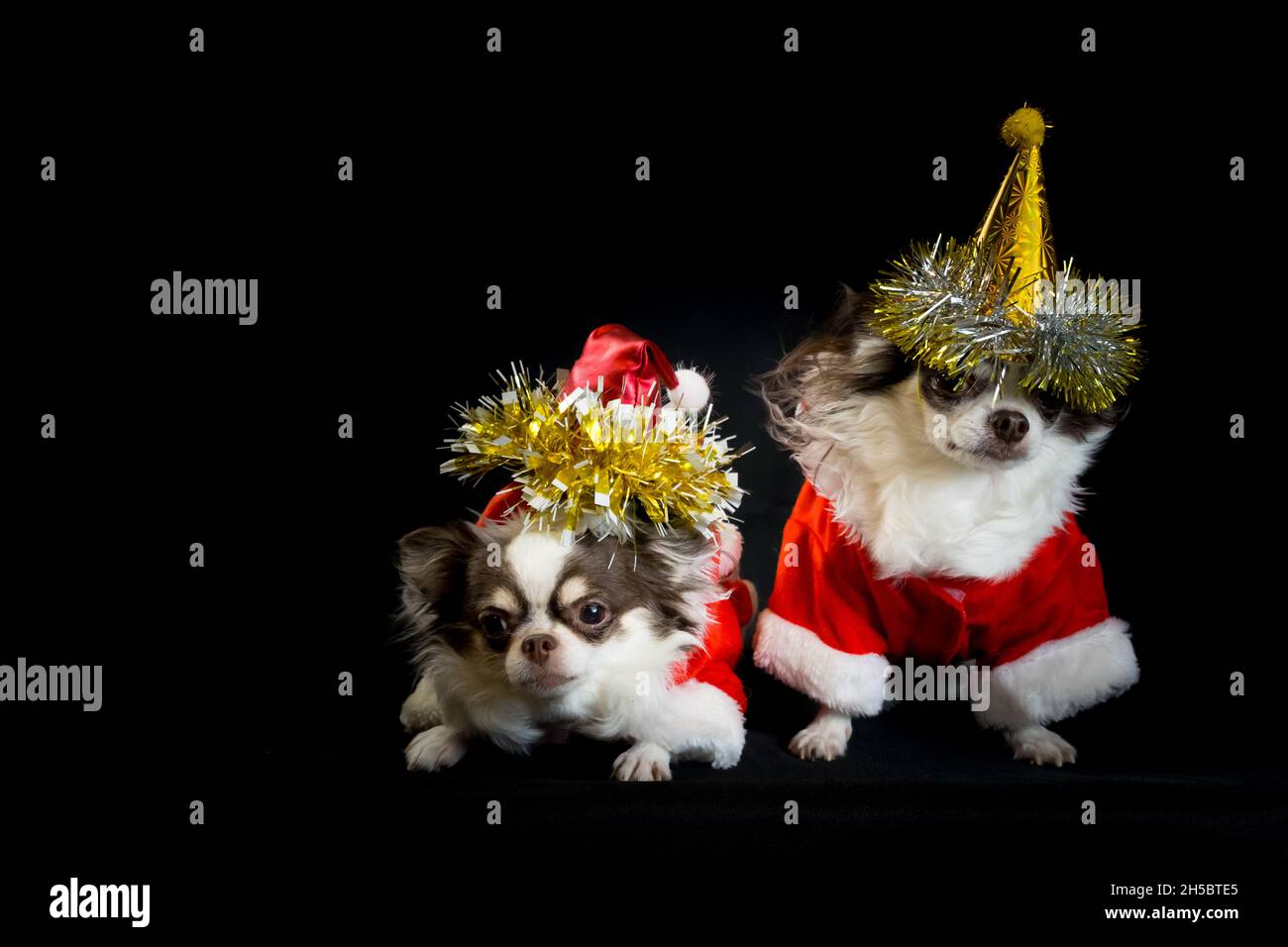 Due cani chihuahua che indossano un costume rosso di natale santa con scatola regalo e guarda la macchina fotografica. Isolato su sfondo nero. Felice anno nuovo e Merry Chr Foto Stock
