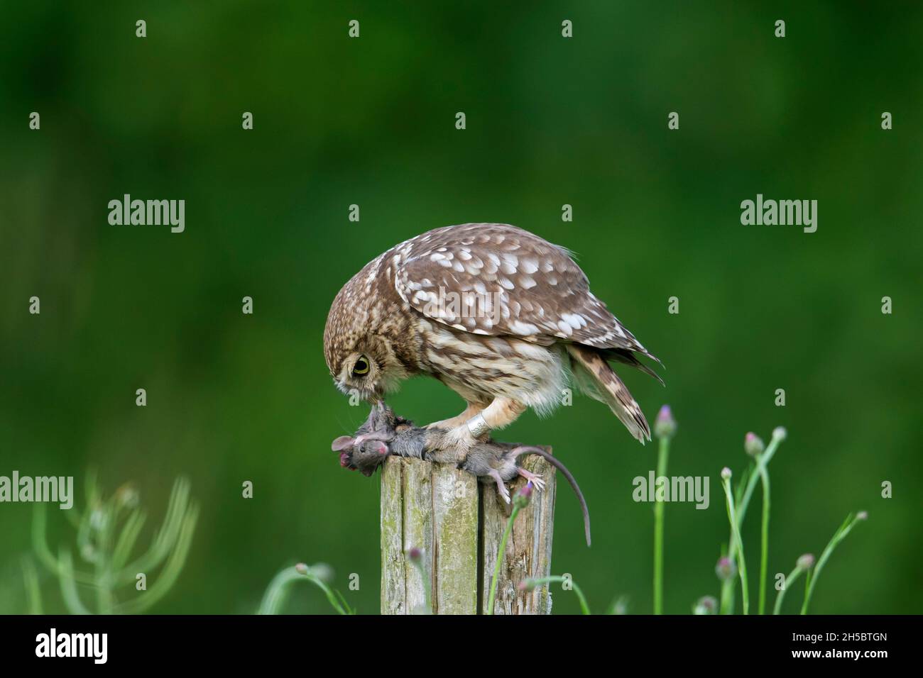 Gufo piccolo anellato (Athene nattua) mangiare catturato preda mouse mentre arroccato su vecchio, palo di recinzione tempo lungo il prato Foto Stock