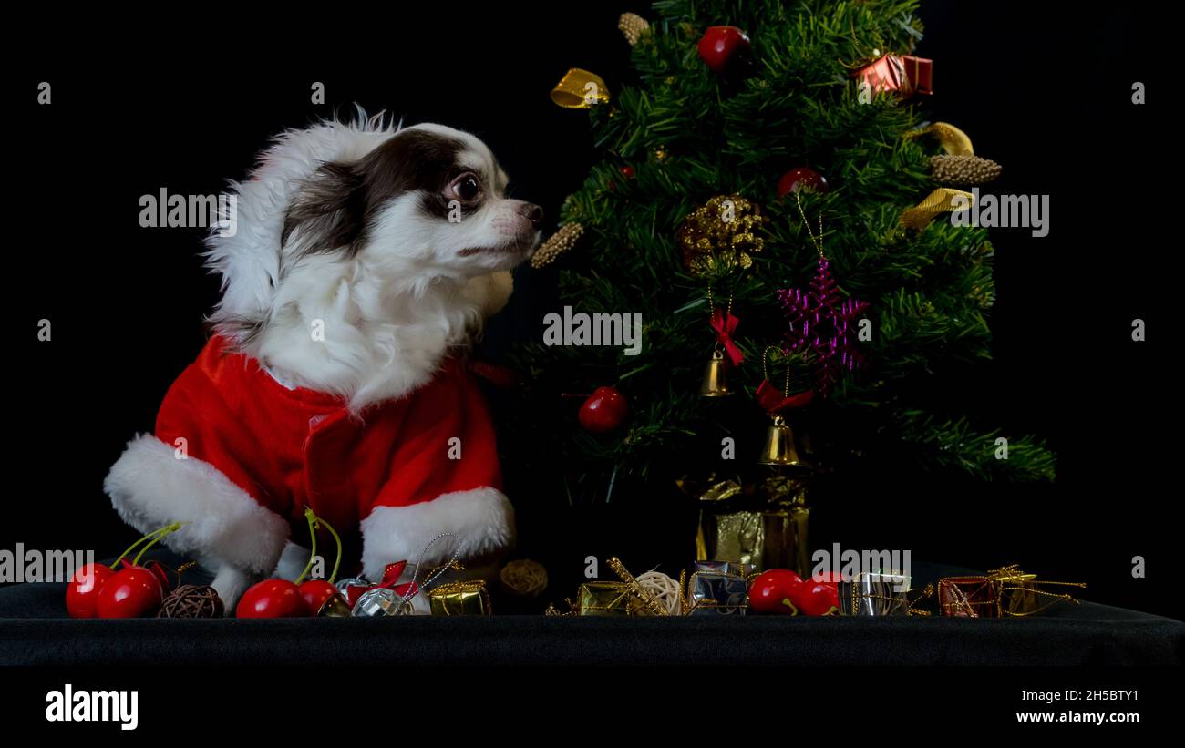 Un cane chihuahua che indossa un costume rosso di Natale Santa con scatola regalo e guarda la macchina fotografica. Isolato su sfondo nero. Buon anno nuovo e buon Crismo Foto Stock