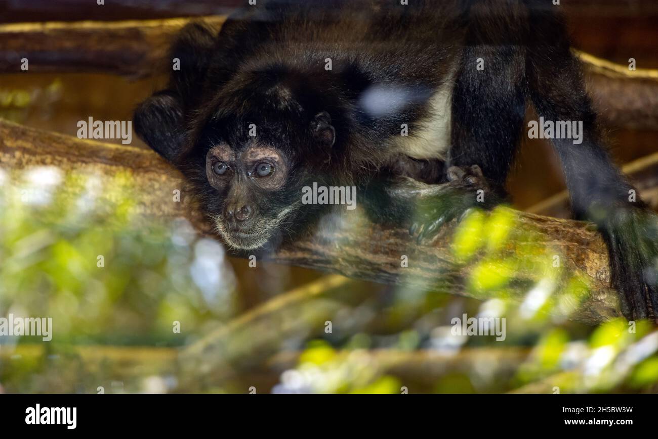 Una scimmia ragno messicana (Ateles geoffroyi) guarda da una finestra, dove è riflesso di alberi. Foto Stock