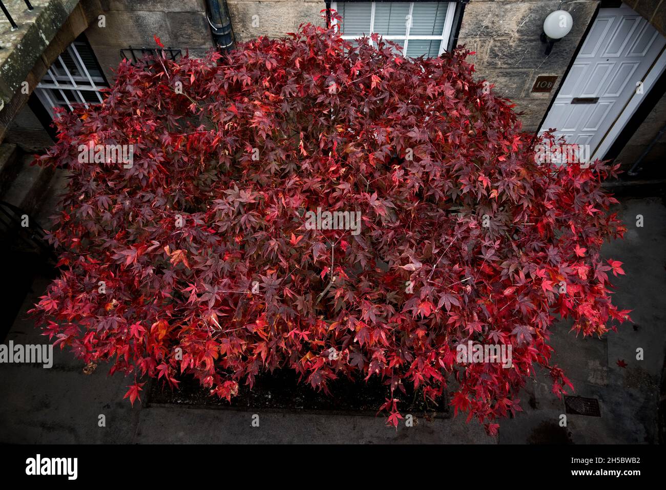 un acer in autunno con foglie rosse, che crescono al di fuori di un piano seminterrato nella New Town di Edimburgo. Foto Stock
