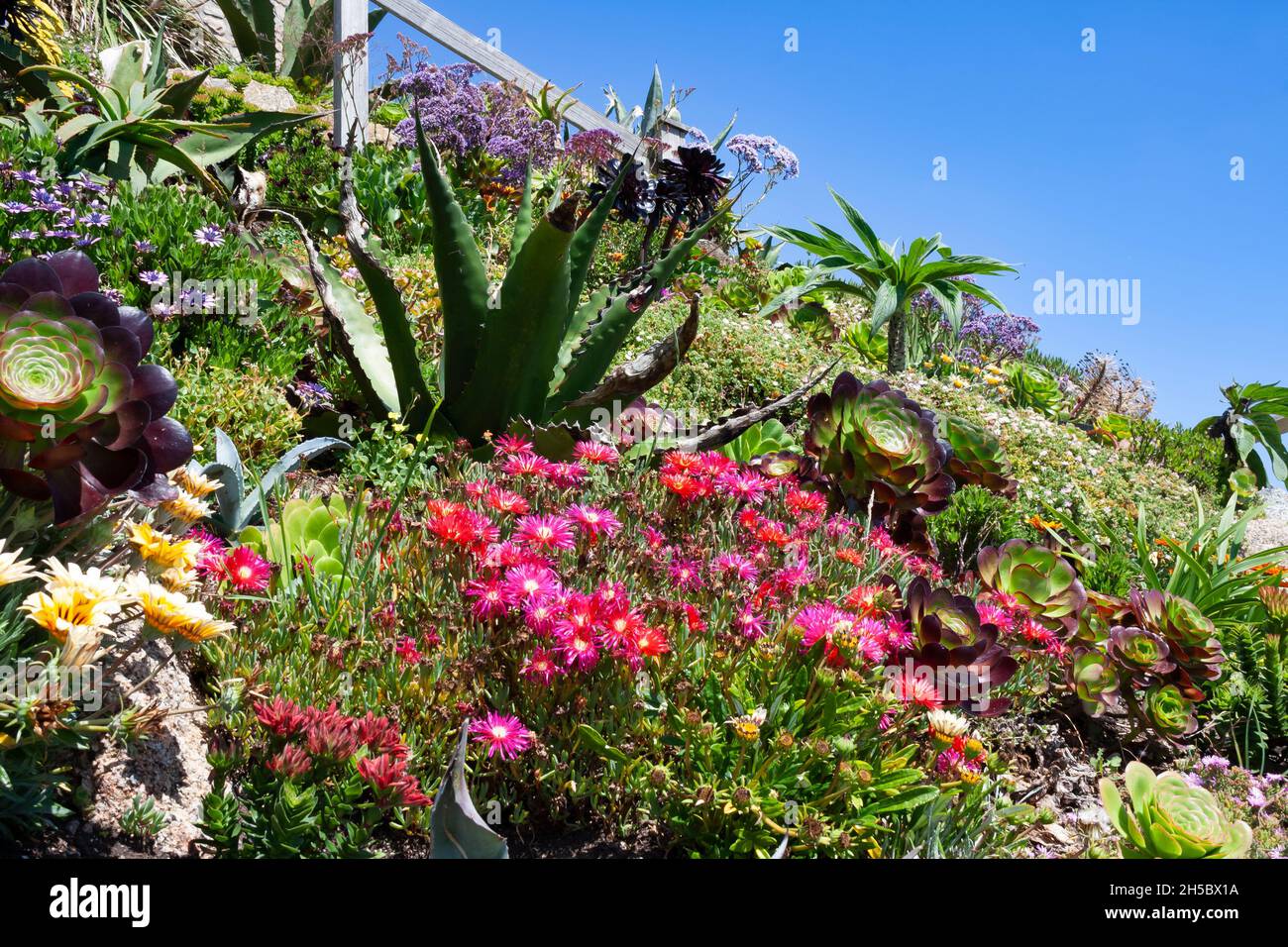 Fiori colorati in uno splendido giardino sul mare in una giornata di sole Foto Stock