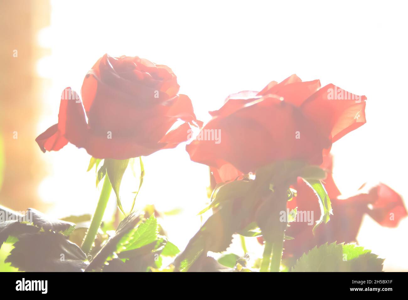 Primo piano delle rose rosse in luce brillante Foto Stock