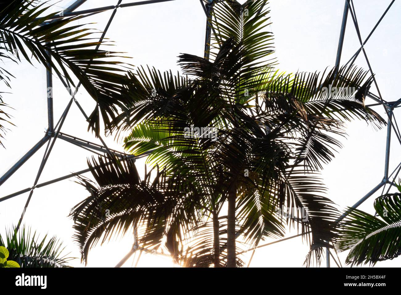 Alberi di palma in una serra alla luce del sole Foto Stock