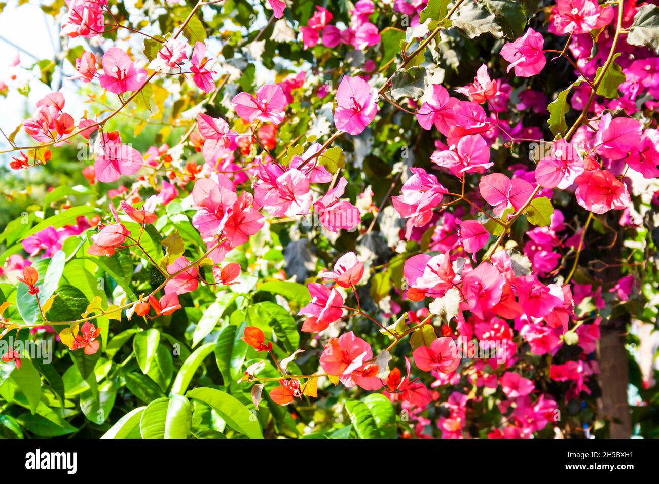 Bella rosa bright bougainvillea rami in un lussureggiante giardino verde Foto Stock