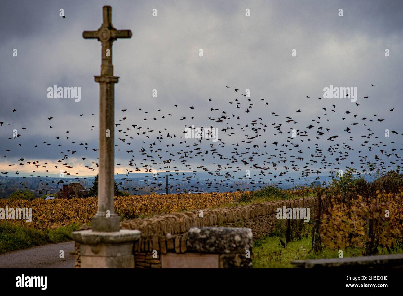 Un gregge di uccelli che volano sui vigneti durante l'autunno a Pommard, Borgogna, Francia. Foto Stock