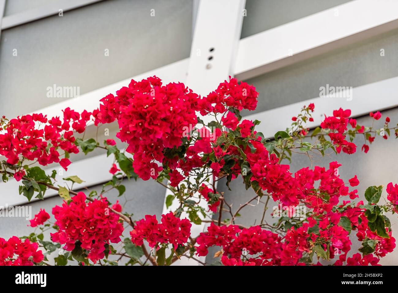 Primo piano di colorati fiori di bougainvillea rosso luminoso nella città tropicale di Miami, Florida con sfondo di edificio parete di appartamenti a South Beach Foto Stock