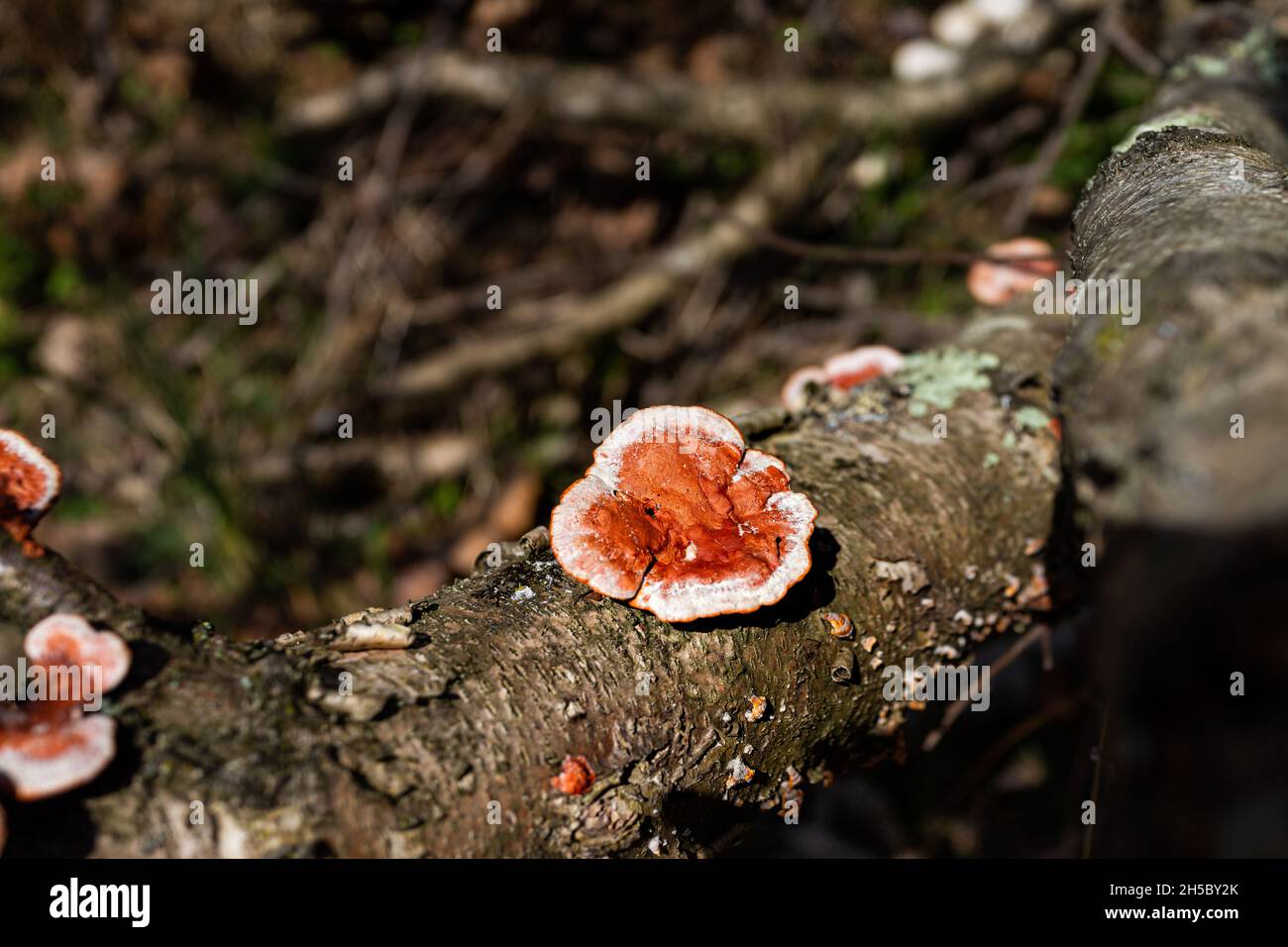 Primo piano di un fungo rosso poliporo commestibile in foresta terreno tronco albero corteccia nel Nord Virginia in Fairfax County Sugarland Run Trail Foto Stock