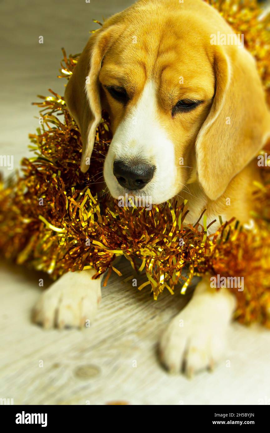 Un bel cane beagle, nella decorazione di Capodanno, è seduto in attesa della vacanza Foto Stock