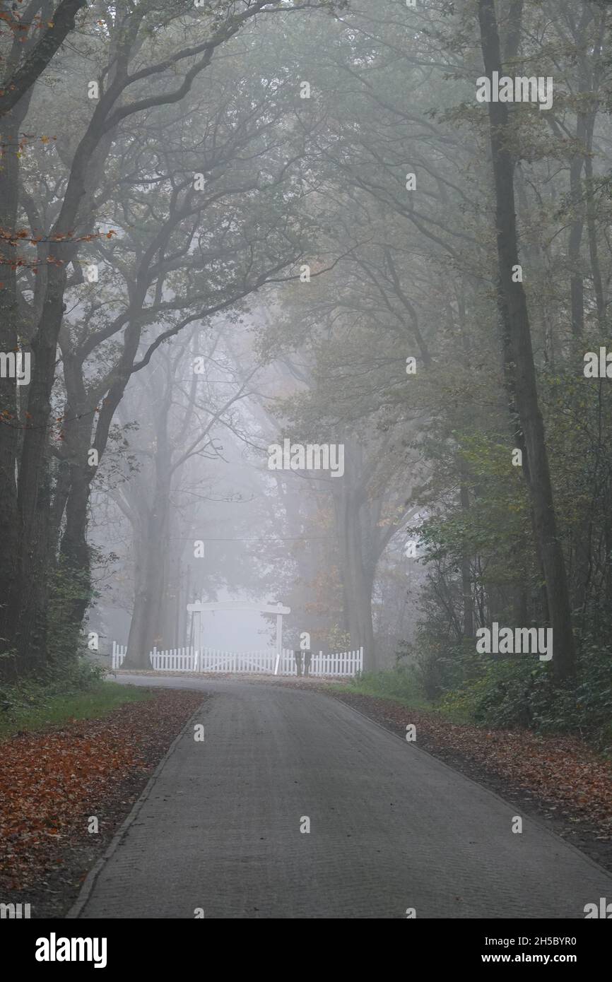 Una strada nebbia attraverso la foresta. Alla fine c'è una recinzione bianca. È autunno. Foto Stock