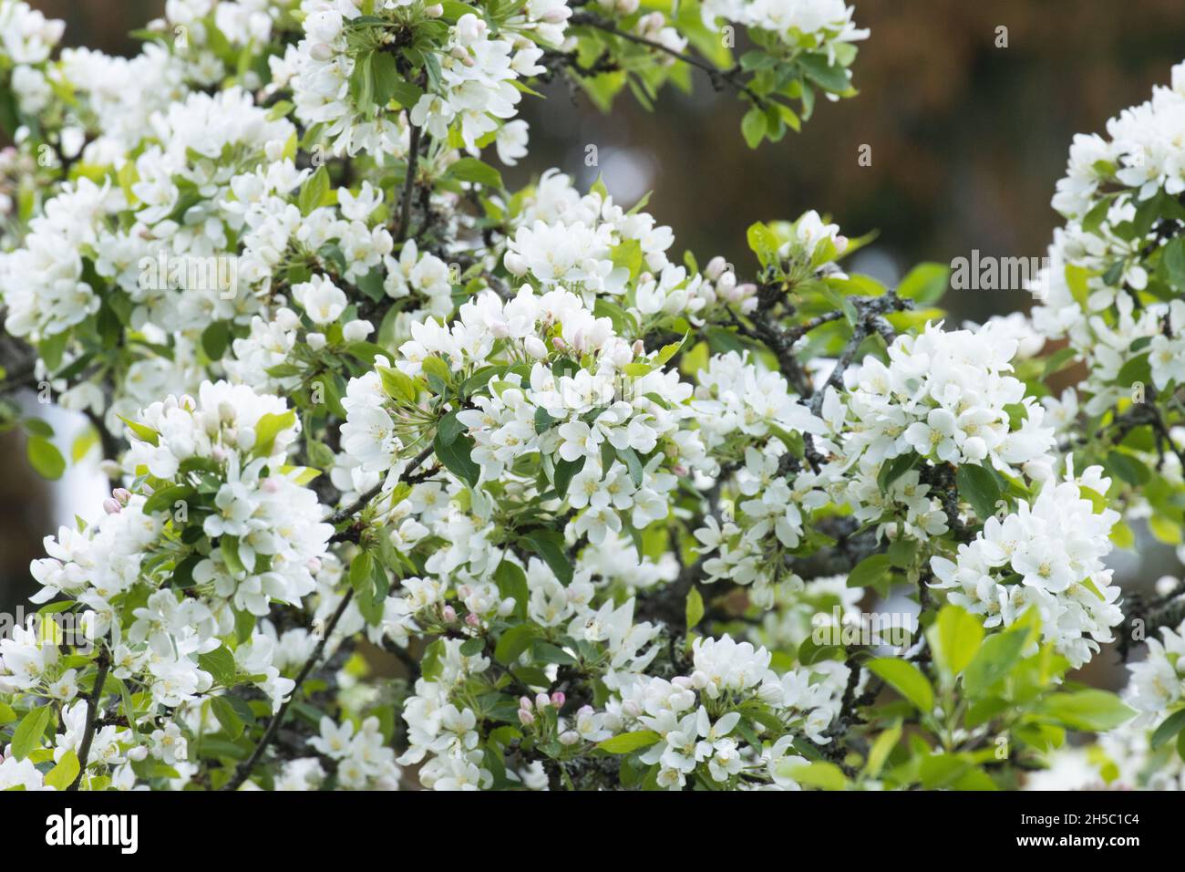 Mela di granchio a foglia di plumolo, Malus prunifolia con un sacco di fiori bianchi in una giornata di primavera in un giardino europeo. Foto Stock