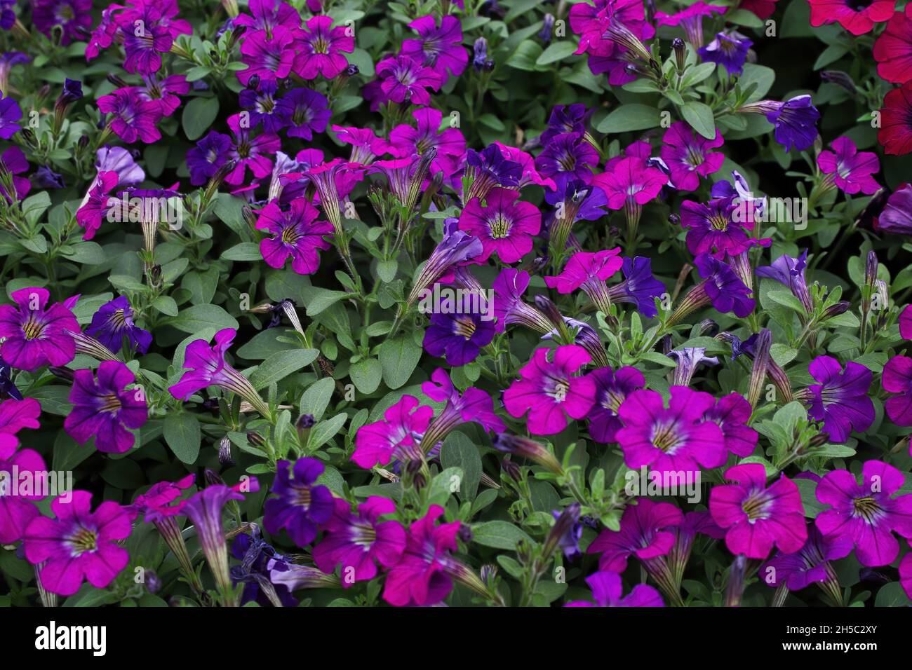 Sfondo di petunia rosa in crescita in estate Foto Stock