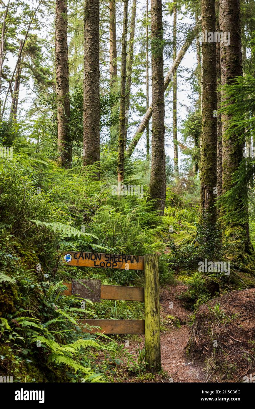 Il Canon Sheehan loop Walk nel parco forestale Ballyhoura, Ballyguyroe North, County Cork, Irlanda. Foto Stock