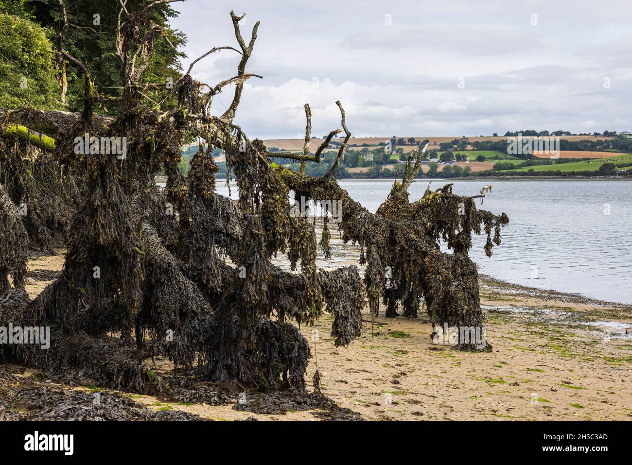 Le alghe erano ubriacate su un vecchio tronco di albero morto sulle rive dell'estuario del fiume Stick con la bassa marea a Oysterhaven a Kinsale, County Cork, Irlanda Foto Stock