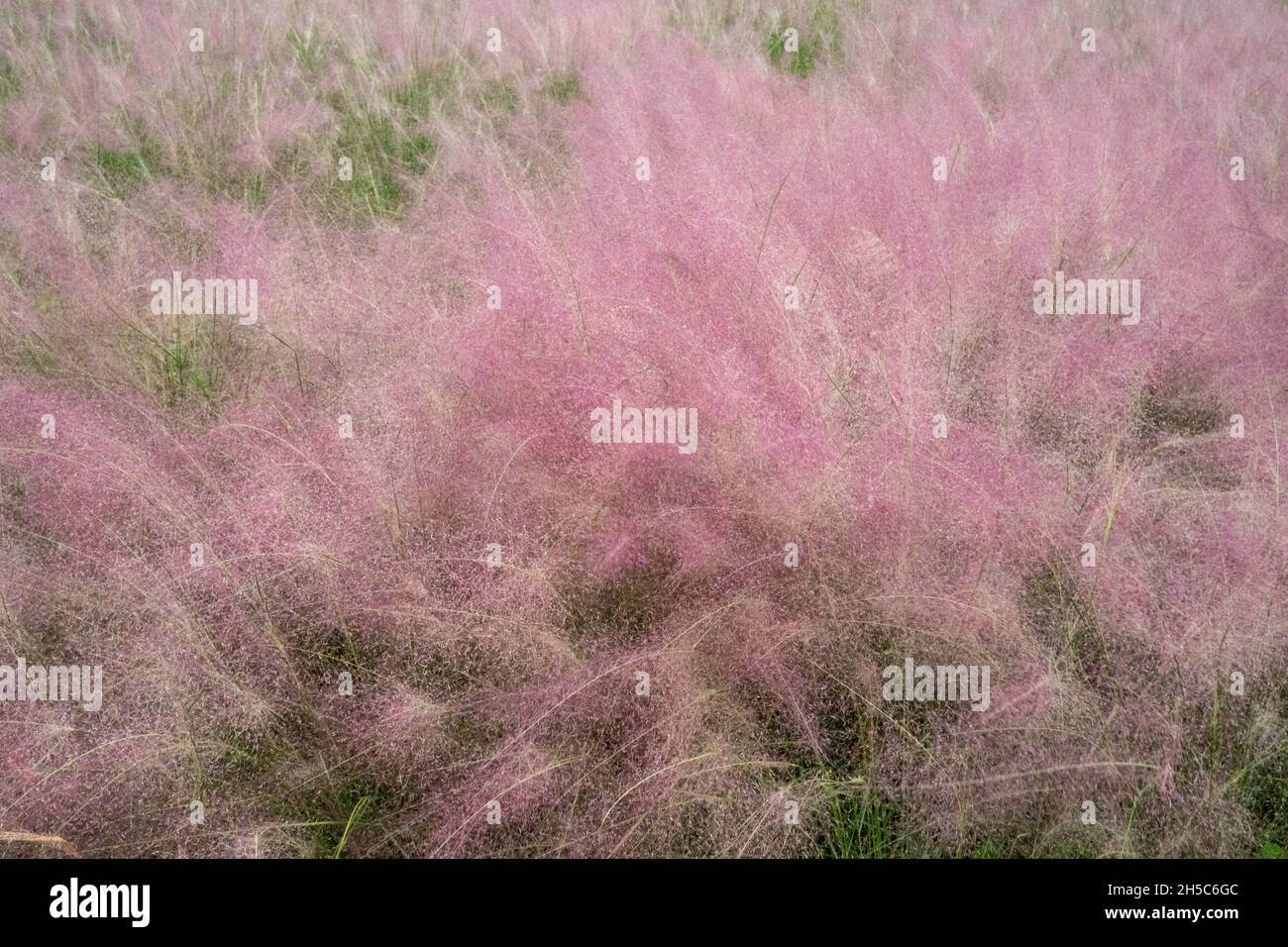 Bel colpo di erba Muhly che cresce in natura Foto Stock