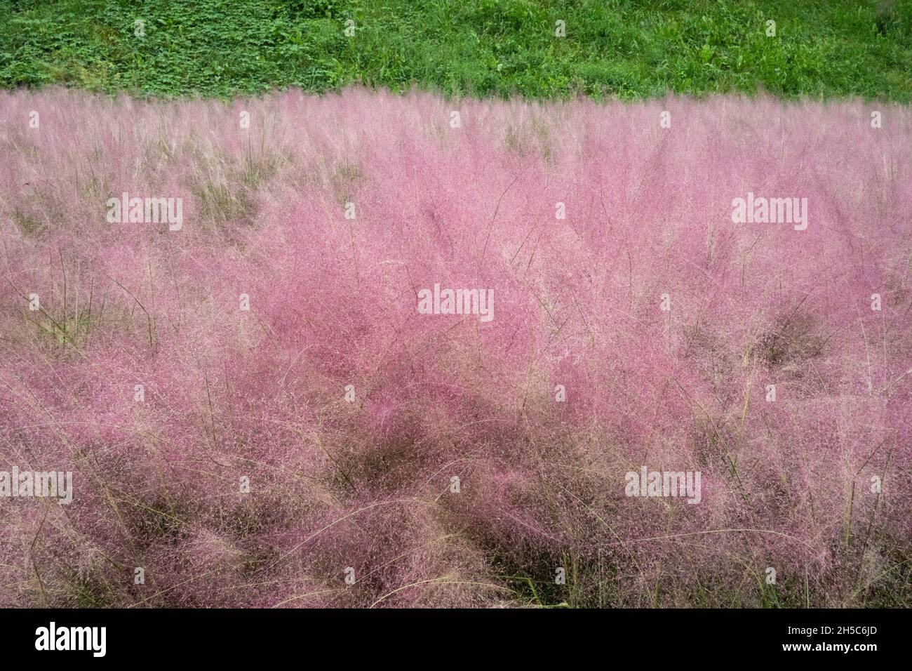 Bel colpo di erba Muhly che cresce in natura Foto Stock