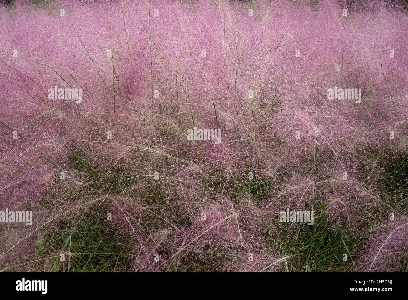 Bel colpo di erba Muhly che cresce in natura Foto Stock