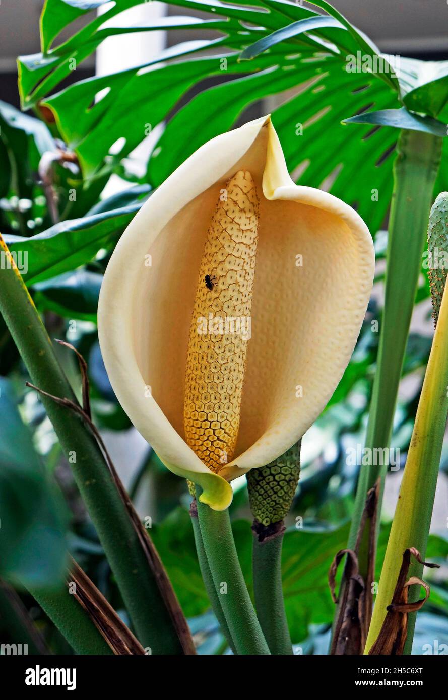 Formaggio svizzero fiore di piante (Monstera deliziosa) Foto Stock