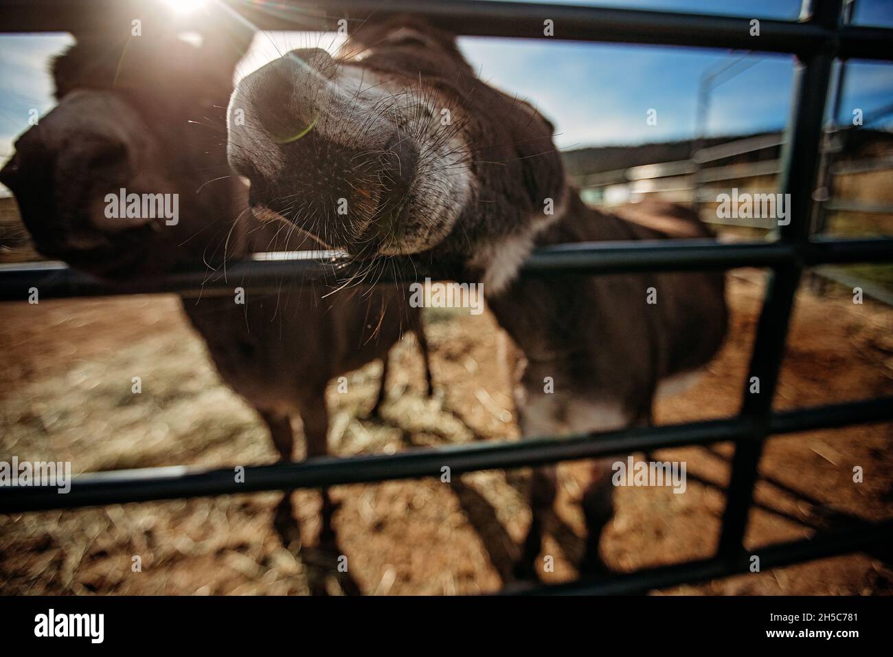 Due asini in piedi in una penna animale, USA Foto Stock