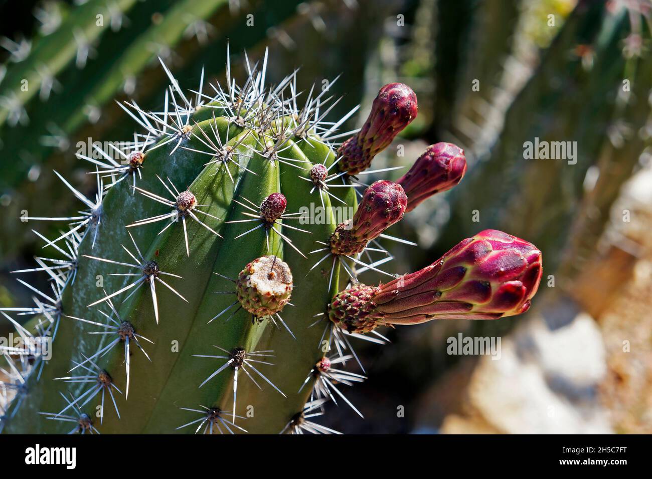 Boccioli di cactus rossi in giardino Foto Stock