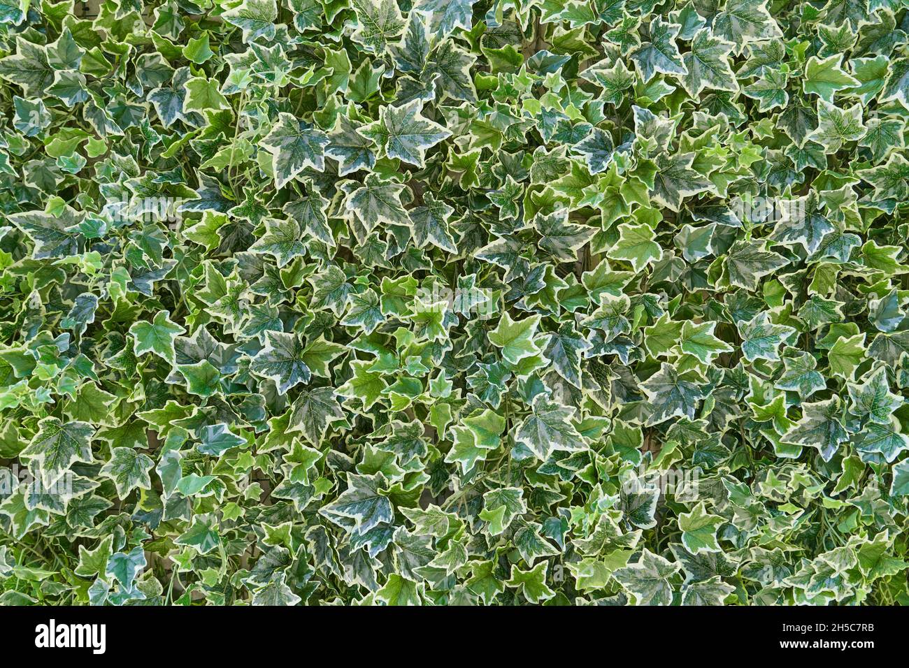 Struttura della pianta della parete Ivy, copertura completa del telaio. Foto Stock