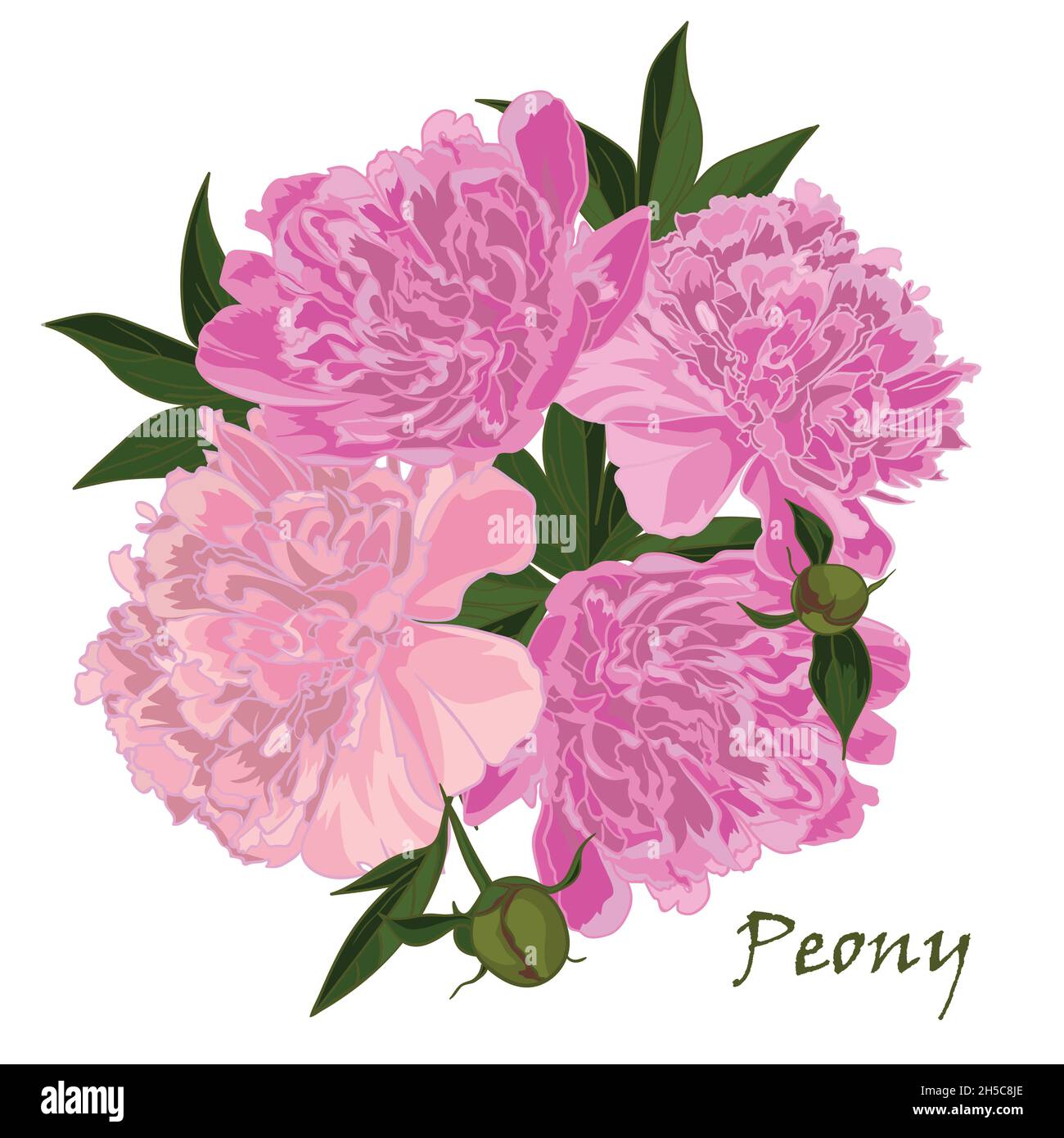 Fiore di Peony in stile realistico disegnato a mano Illustrazione Vettoriale
