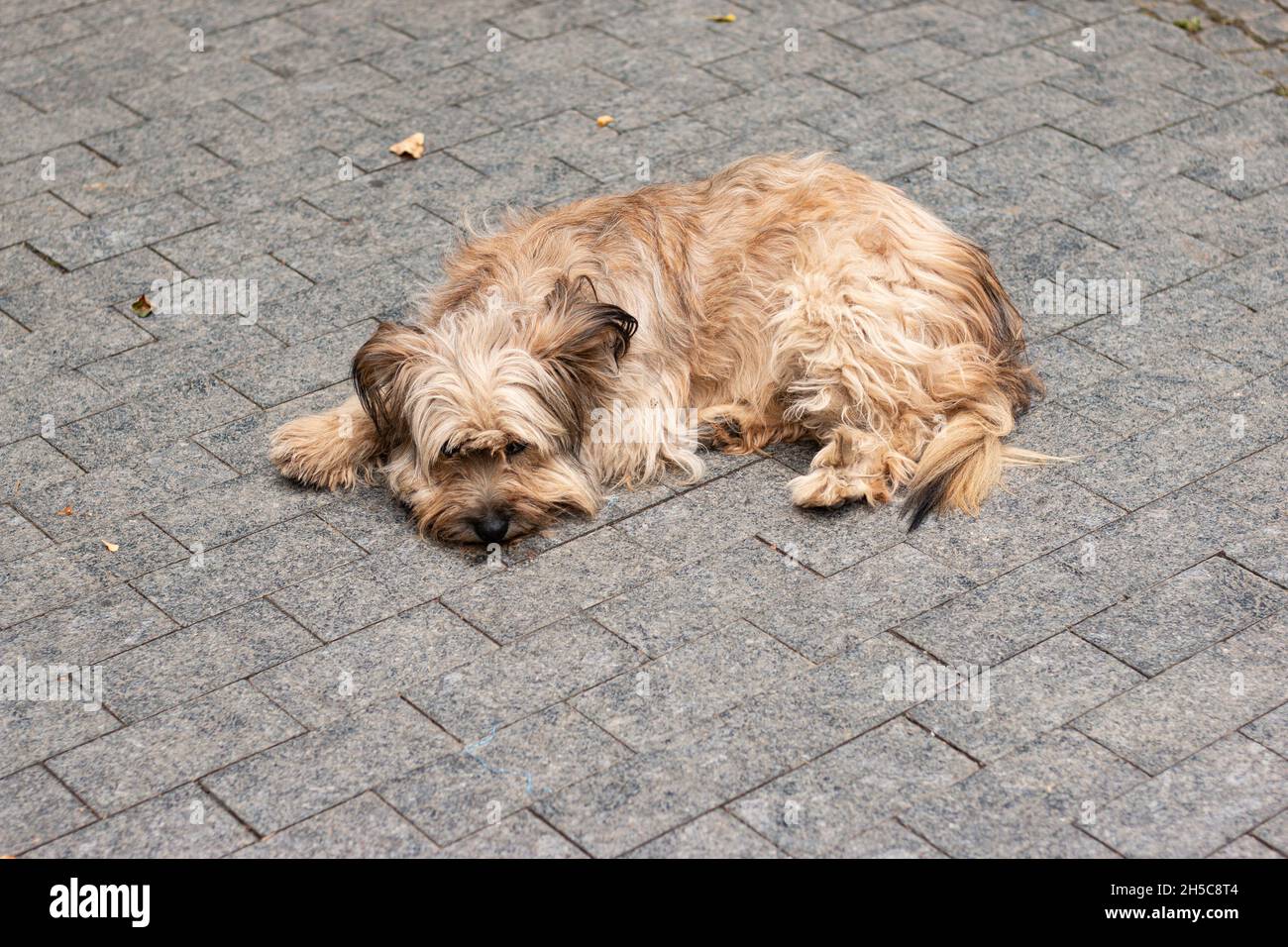 Un cane randagio giace su un sentiero piastrellato Foto Stock